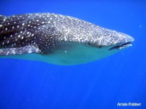 whale shark 横顔