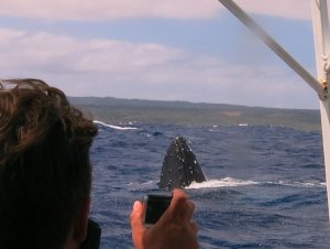 humpback whale 6